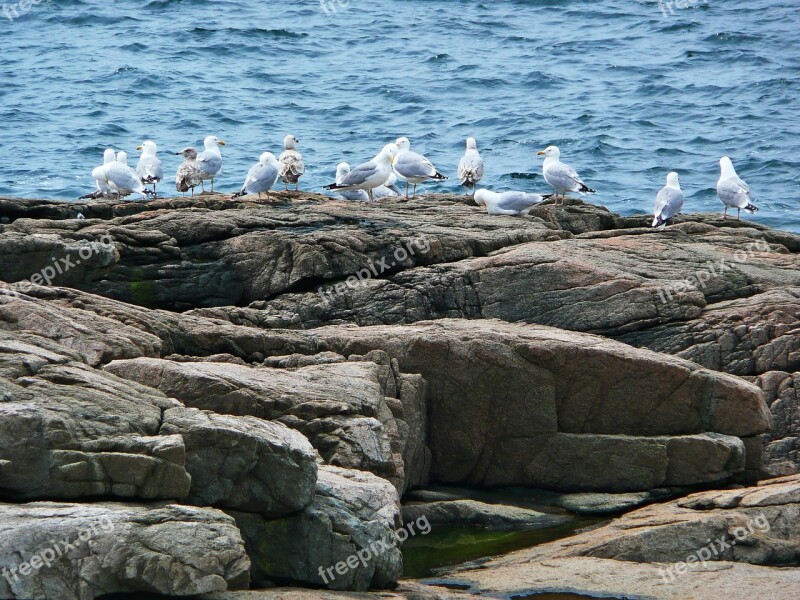 Seagulls Birds Shoreline Ocean Water