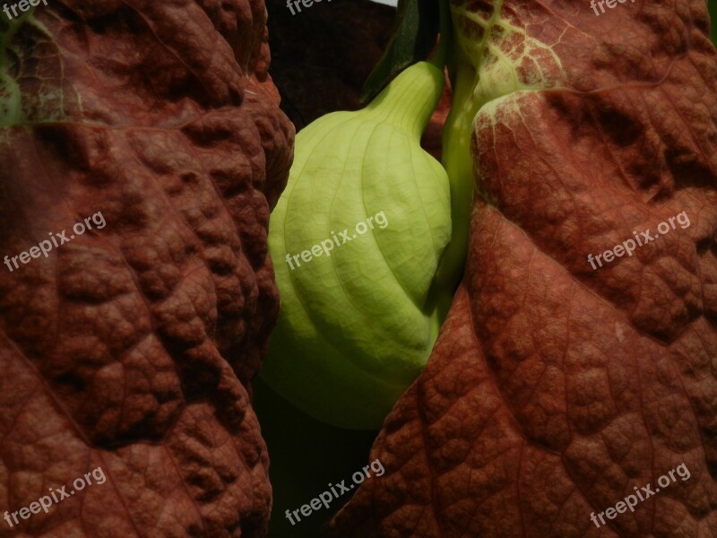 Leaf Plant Exotic Tropics Brown