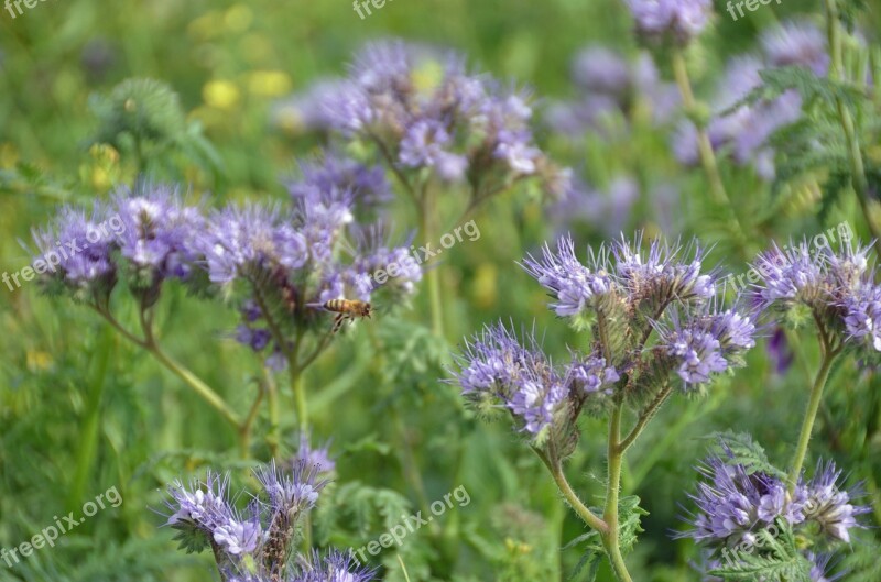 Attack Flowers Meadow Summer Bee