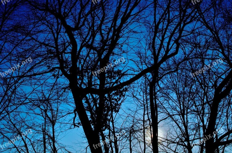 Winter Trees Silhouette Sunset Blue