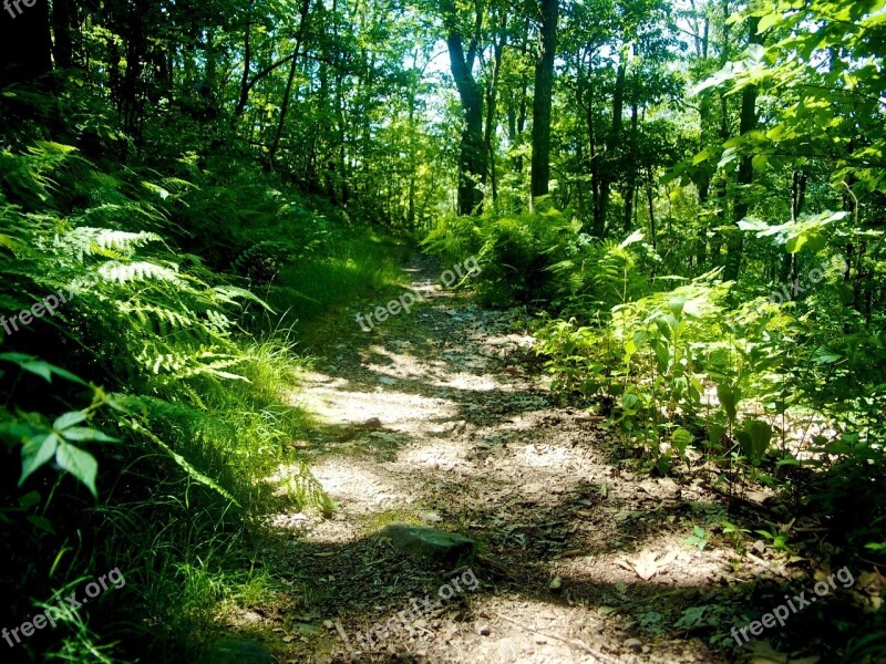 Trail Hiking Hike Path Walkway