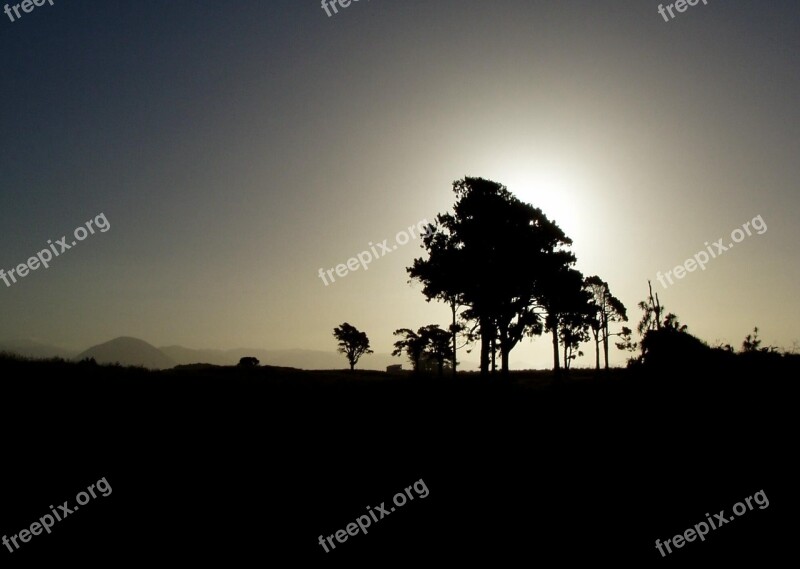 Silhouette Tree Backlighting Free Photos