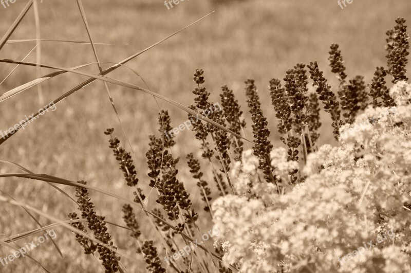 Lavender Sepia Flowers Free Photos