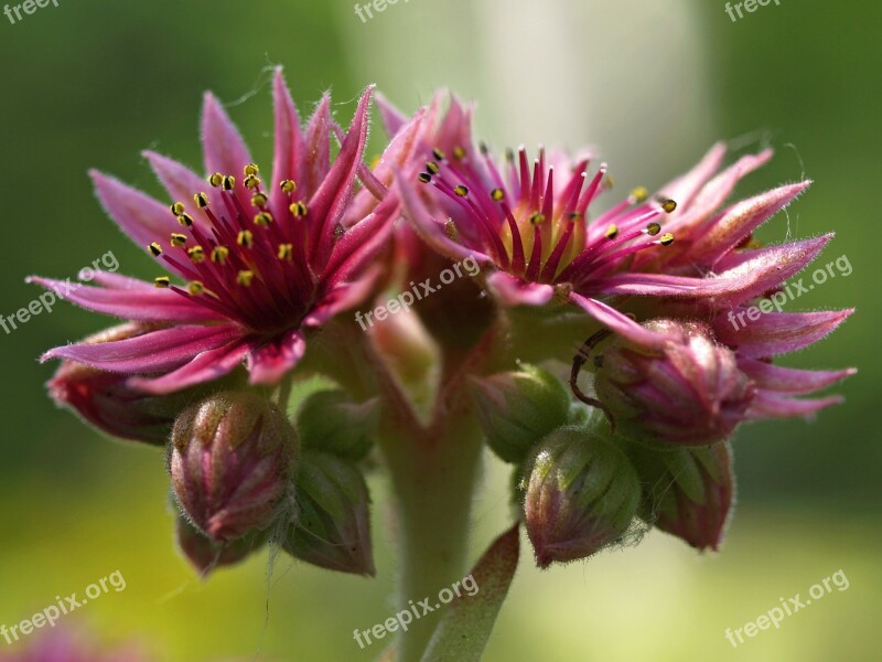 Hens And Chicks Flower Green Nature Purple