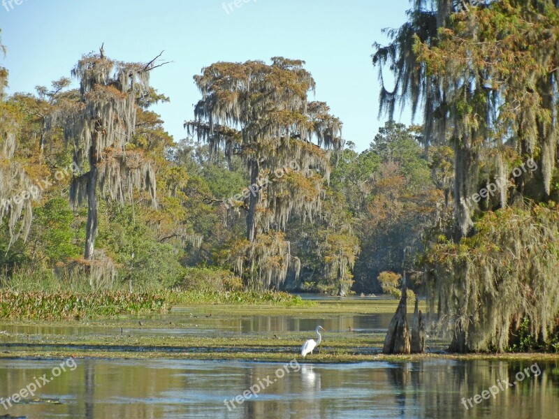 Florida Wakulla Springs Usa Manatee Free Photos