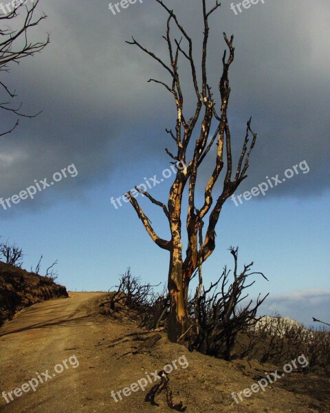 Tree Burned Landscape Sky Weather