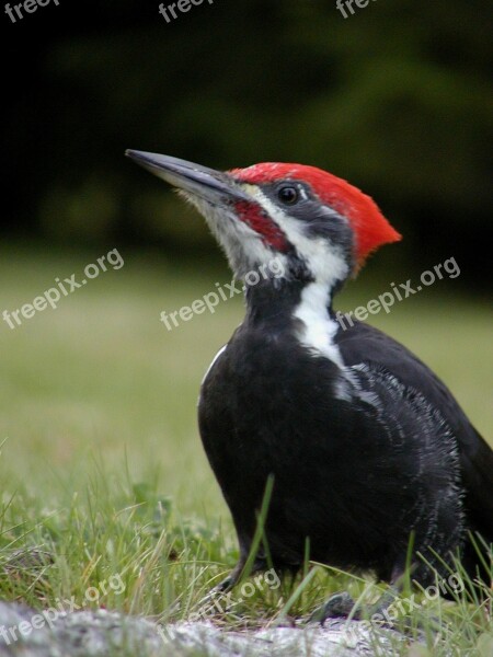 Woodpecker Bird Nature Animal Wild Life