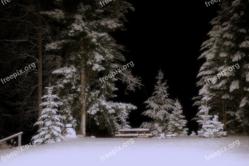 Winter Winter Dream Snow Cold Trees