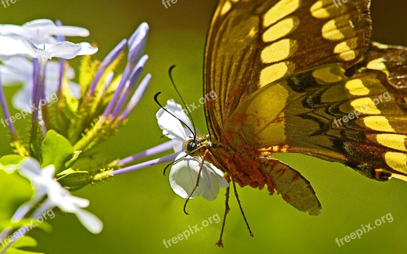 Butterfly Brazil Iguacu Jungle Flower