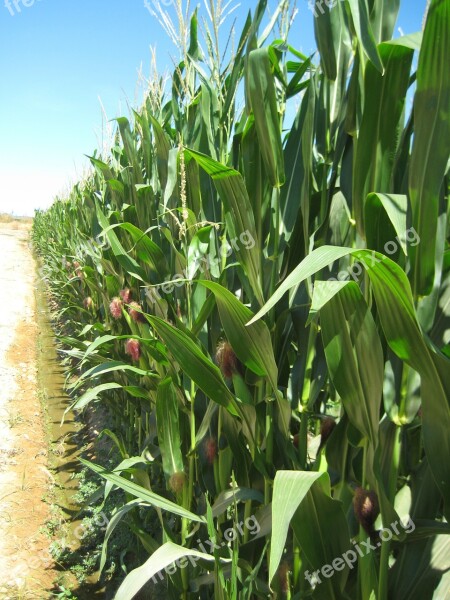 Agriculture Corn Harvest Cereals Free Photos