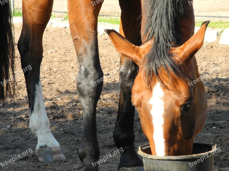 Horse Head Eat Free Photos