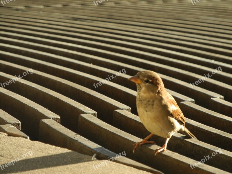 Sparrow Bird Plumage Free Photos