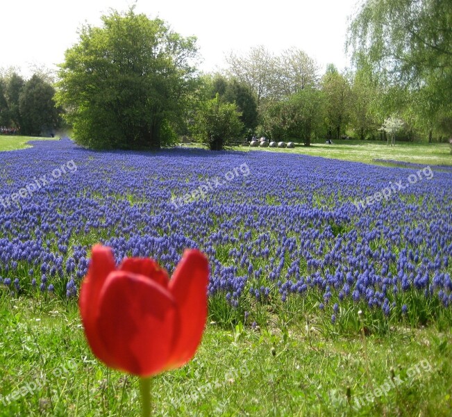 Tulip Nature Meadow Flowers Free Photos