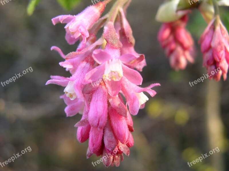 Flower Blossom Bloom Hanging Flower Flower Tree