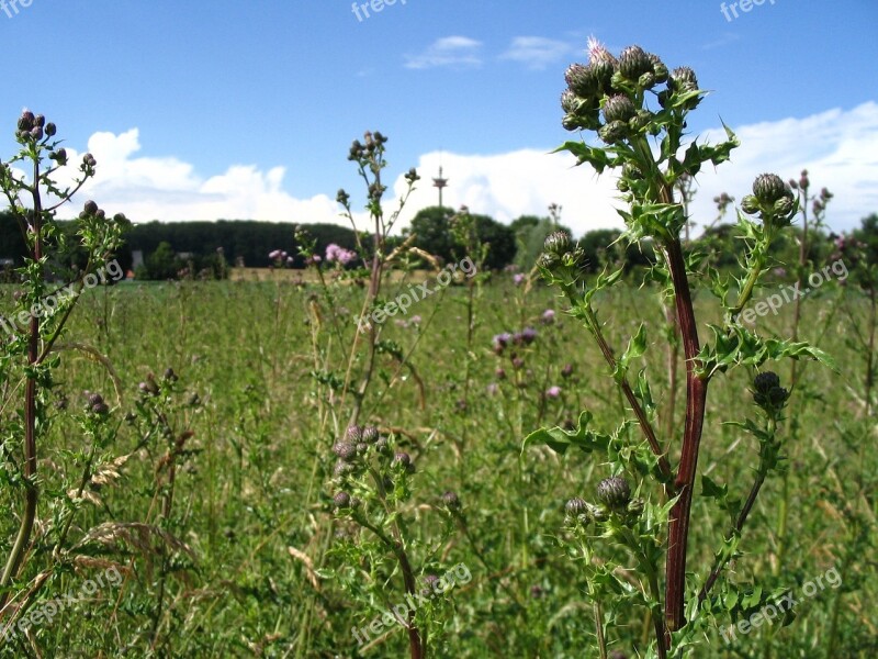 Summer Summer Plant Flower Free Photos