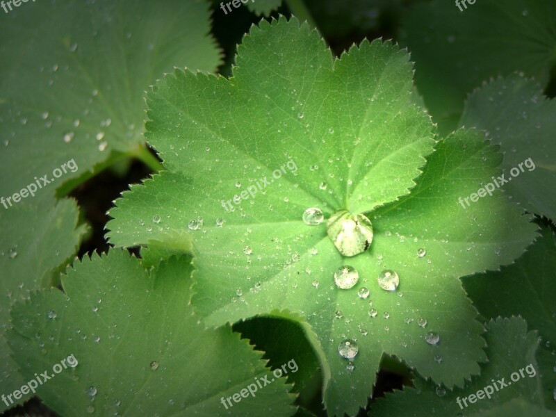 Rain Drip Plant Nature Raindrop