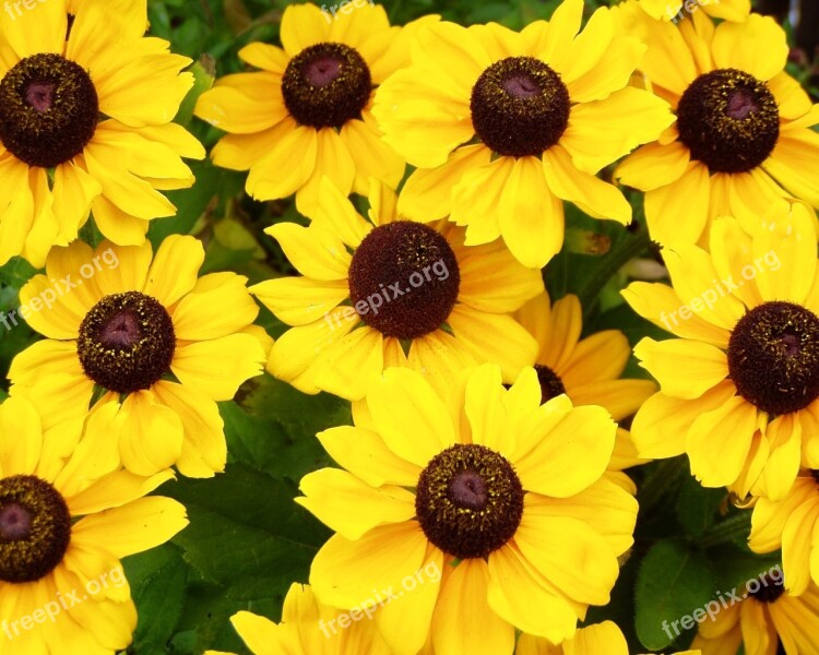 Coneflower Flowers Yellow Sunflower Nature