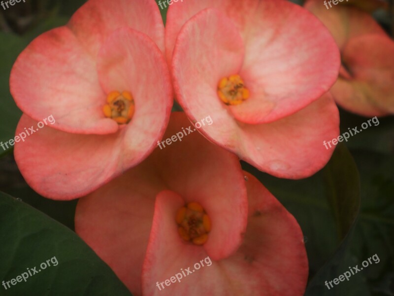 Euphorbia Pink Euphorbiaceae Colorful Flowers Bright Colors Flower