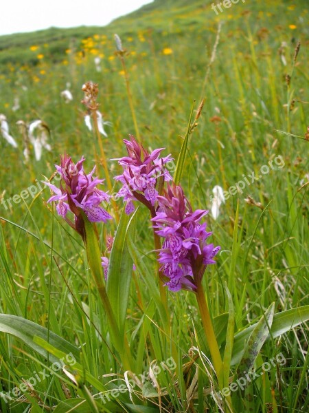 Kuckucksblume Group Orchid Mountain Hike Nature Flora