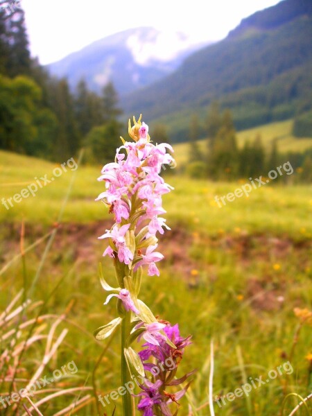 Orchid Alpine Hike Nature Mountain Hiking