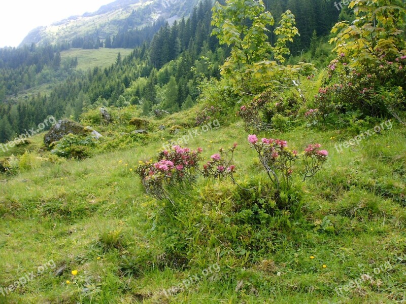 Rhododendron Flowers Alpine Walk Nature Reserve Free Photos