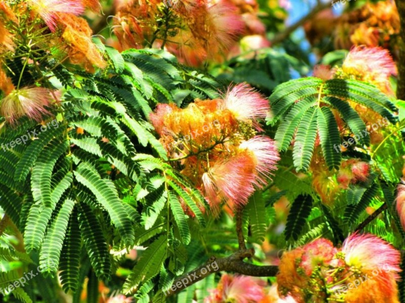 Mimosa Tree Trunk Leaves Branches