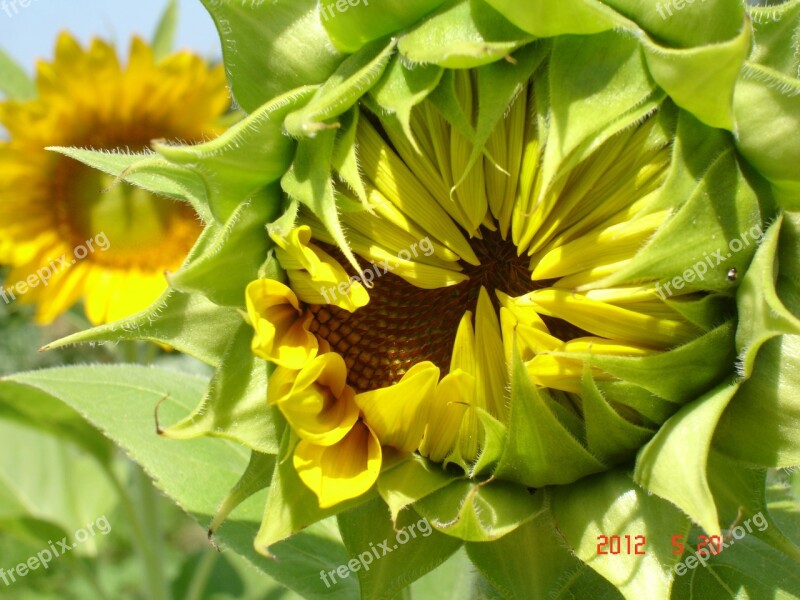 Sunflower Botanical Plants Seeds Sunflower Seeds