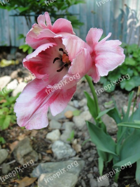 Tulip Flower Spring Garden Bulb