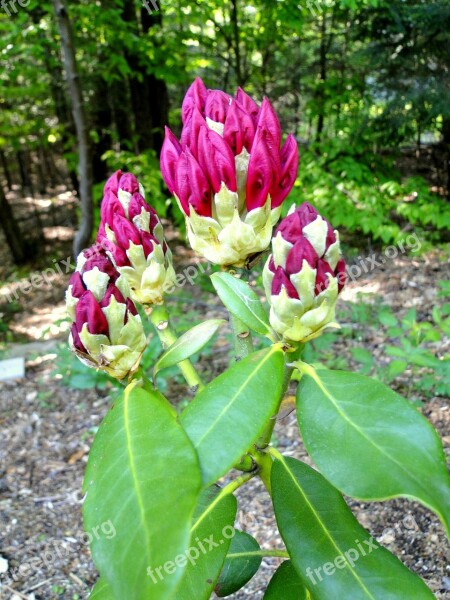 Rhododendron Rhodo Red Flowers Flowering