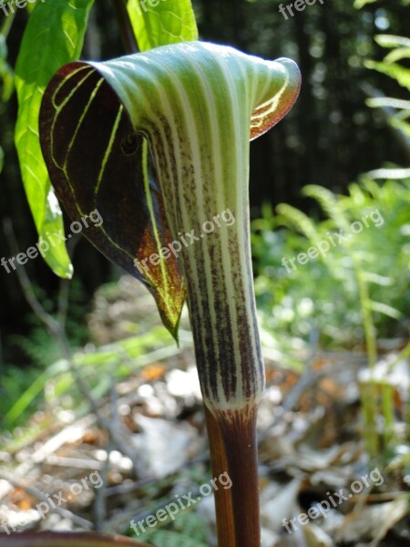 Wild Plant Jack In The Pulpit Green Unusual