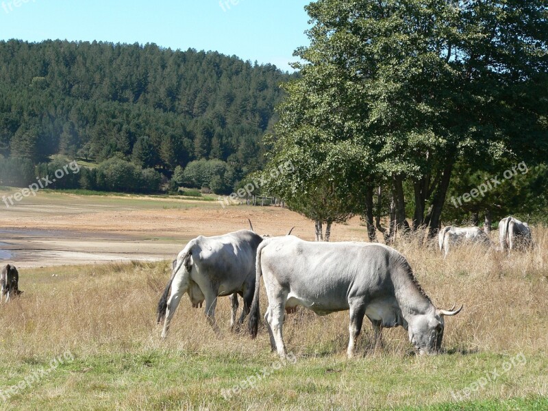 Sila Italy Nature Animals Free Photos