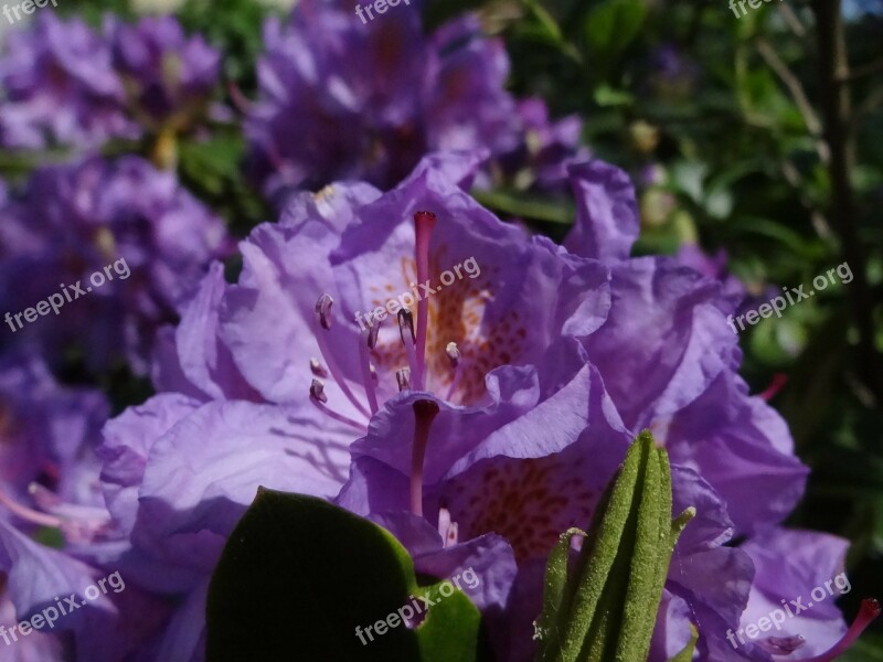 Rhododendron Purple Plant Violet Bed