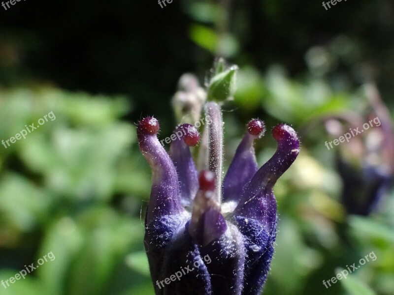 Blossom Bloom Flower Bud Purple Stamp