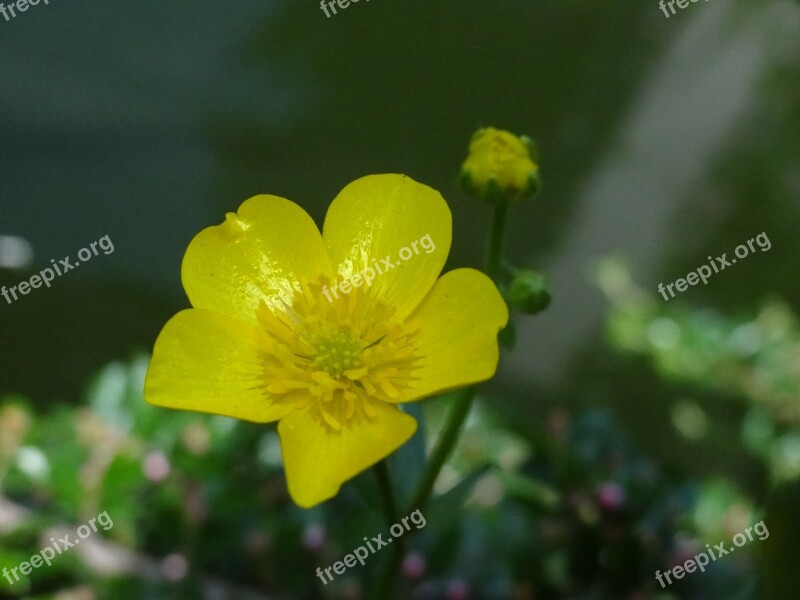 Caltha Palustris Pond Pond Plant Yellow Free Photos