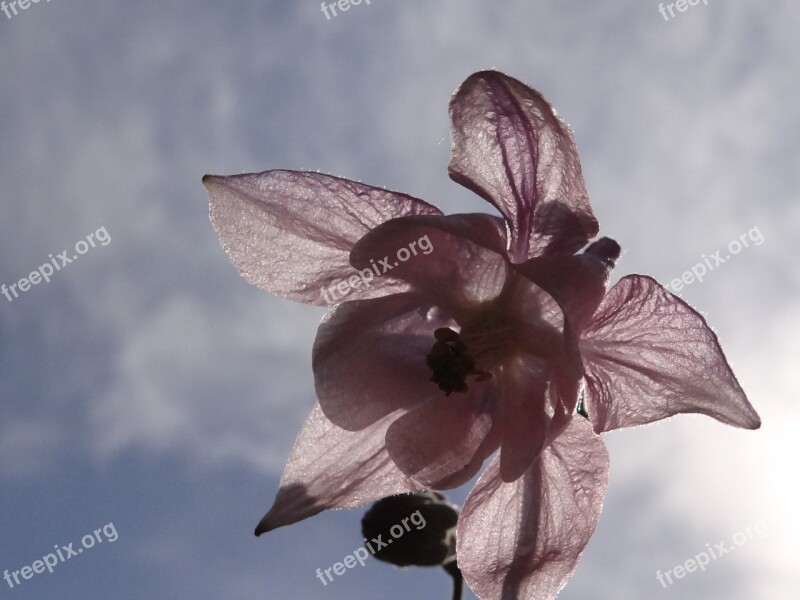 Pink Plant Blossom Bloom Garden