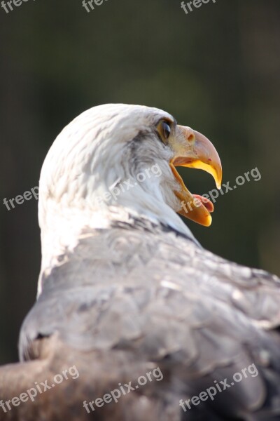 Adler Close Up Beautiful Free Photos