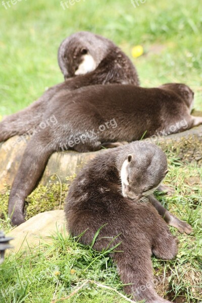 Otter Wirldpark Animals Free Photos