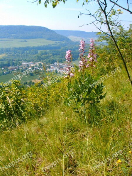 Dictamnus Wild Flower Mountainside Free Photos