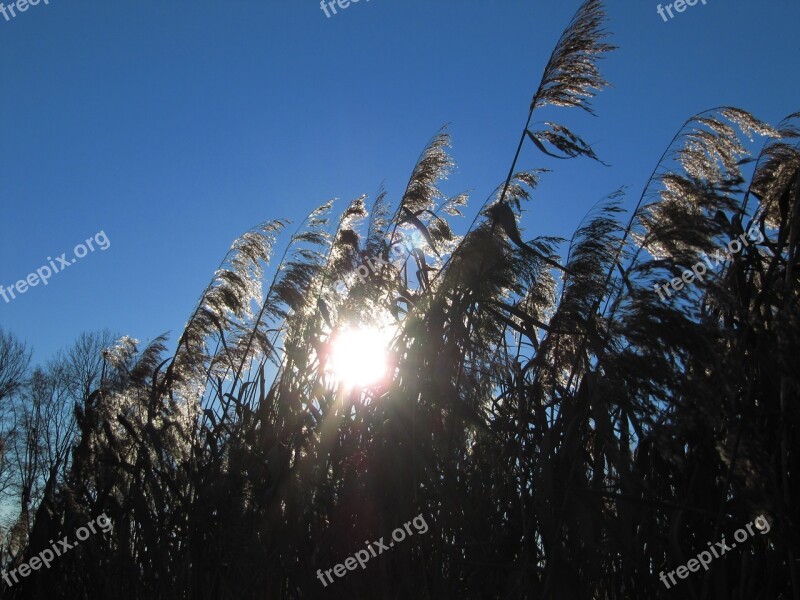 Lake Sun Reed Water Autumn