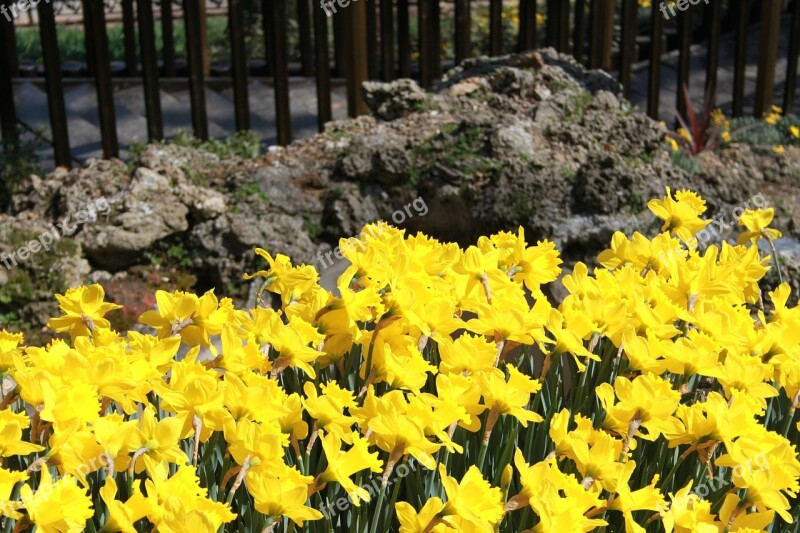 Flower Garden Park Yellow Spring