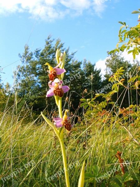 Bee Orchid Friburgensis German Orchid Rarely Free Photos