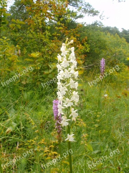 Mückenwurz Albino German Orchid Rarely Free Photos