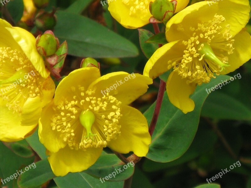 St John's Wort Hypericum Yellow Blossom Bloom