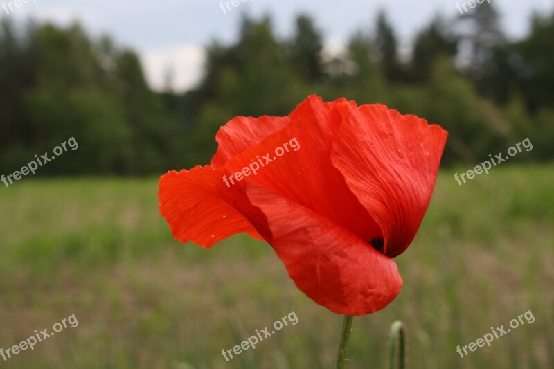 Flower Poppy Wild Flower Free Photos