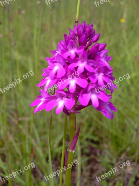 Pyramidal Orchid Flowers Jena Blossom Bloom