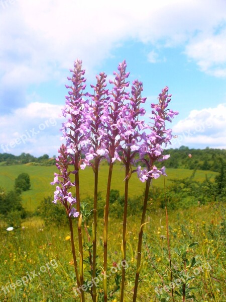 Mueckenwurz Orchid Plant Flower Flora