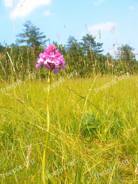 Pyramidal Orchid Orchid Jena Plant Flower