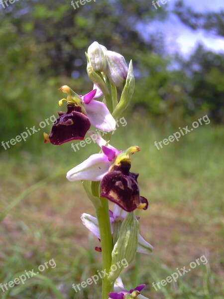 Orchid Bee Orchid Thuringia Germany Flower Wild