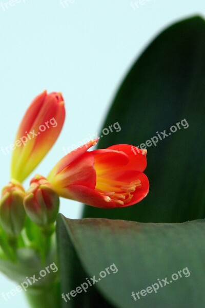 Clivia Miniata Belt Sheet Klivie Free Photos