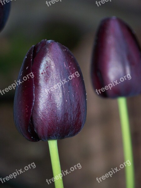 Black Tulip Flower Two Nature